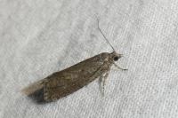 Zeiraphera griseana