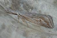 Minetia