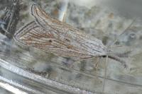 Minetia