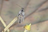 Exapate congelatella