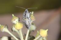 Exapate congelatella