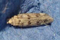 Bryotropha domestica