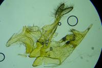 Bryotropha domestica