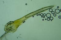 Bryotropha domestica