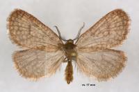 Bijugis bombycella