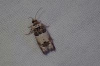 Epinotia thapsiana