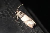 Epinotia thapsiana