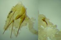 Scrobipalpa atriplicella