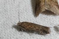 Scrobipalpa atriplicella