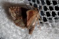 Cydia splendana