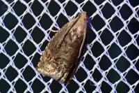 Cydia splendana