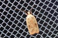 Agonopterix nervosa