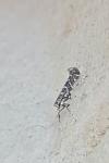 Parectopa ononidis