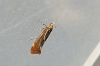 Metalampra italica