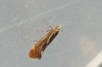 Metalampra italica