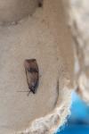 Celypha striana