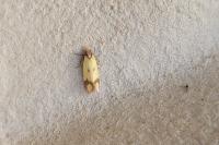 Agapeta zoegana