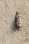 Endrosis sarcitrella