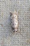 Endrosis sarcitrella