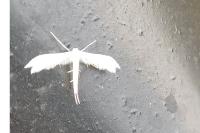 Pterophorus pentadactylus