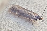 Aroga velocella