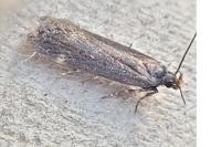 Aroga velocella