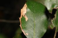 Stigmella suberivora/ilicifoliella