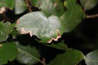 Stigmella suberivora/ilicifoliella
