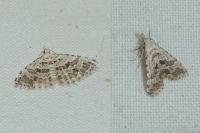 Alucita grammodactyla/palodactyla