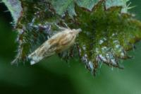 Eucosma gr. cana