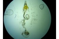 Coleophora therinella