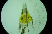 Coleophora therinella