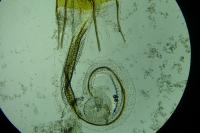 Coleophora therinella