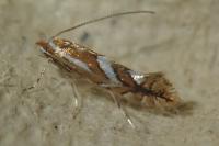 Phyllonorycter mespilella