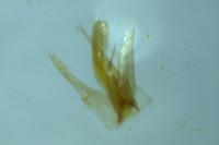 Phyllonorycter mespilella