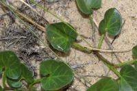 Stigmella freyella