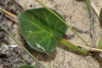 Stigmella freyella