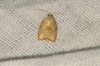 Acleris forsskaleana