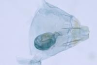Xystrologa ochripennella