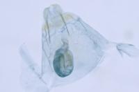 Xystrologa ochripennella