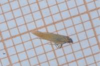 Tischeria