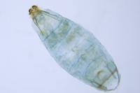 Tischeria