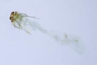 Tischeria