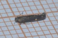Aproaerema anthyllidella
