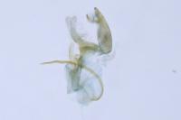 Aproaerema anthyllidella