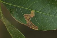 Simplimorpha promissa