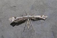 Platyptilia gonodactyla
