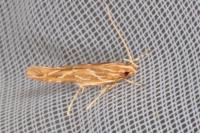 Pyroderces argyrogrammos