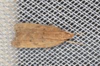 Helcystogramma lutatella