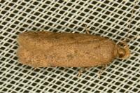 Pexicopia malvella